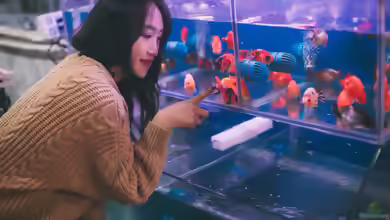 So findest du online Gleichgesinnte für dein Aquarium-Hobby
