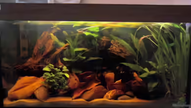 Some Tea Colored Water von Jabbery