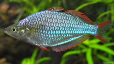 Somewhere....(Nicht mehr aktuell) von axolotl