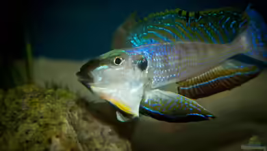 Sonnenbank von wolf87