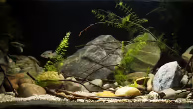 Sopa De Pescado von Julien Preuß