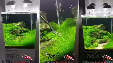 SOULFLY von Intershrimpview