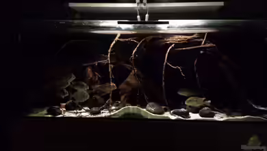 Southamerican wood von NRW