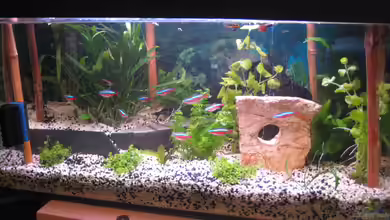 Southern-American Aquaworld von Timst