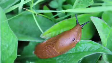 Spanische Wegschnecke im Garten