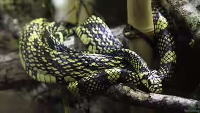 Spilotes pullatus im Terrarium halten