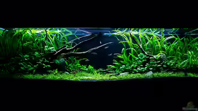 Spirit of Asia 2.0 von -Der Österreicher-