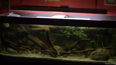 Spirit of West Africa/ nur noch Beispiel von Didi