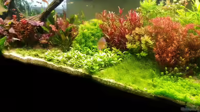 SPS-Aquarium von Alex Ströhlein