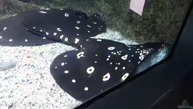 Stachelrochen im Aquarium: Was tun, wenn du gestochen wirst?