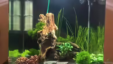 Stars of three contintents von echo