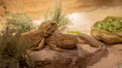 Start in die Reptilienhaltung: So gelingt er mit Bartagamen