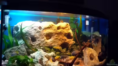 Starterbecken für junge Malawis von Couro