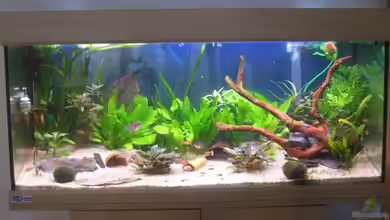 Stefan´s Aqua von Muia