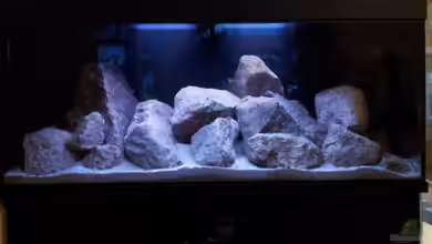 Steffen`s Mbunas von Steffen Klein