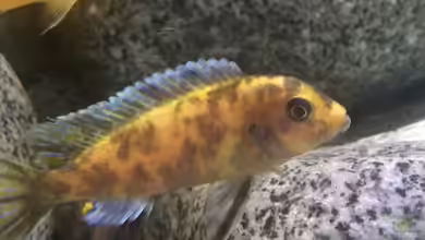 Stone biotope of Mbunas von Marius88