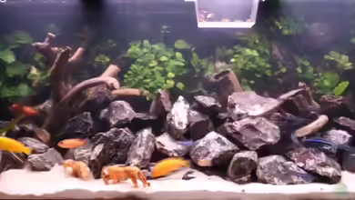 Stoneranch von bl@cky is b@ck