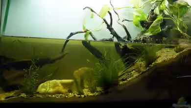 Stream Banks In West Africa von Falk