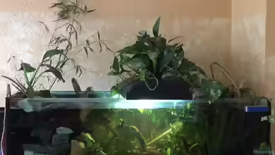 Strömungsaquarium mit Aqua Stone Art Gestaltung von Reneè Thissen