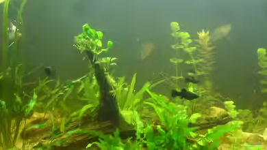 Stubenbecken von kleines becken