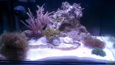 Studentenriff von Moepple