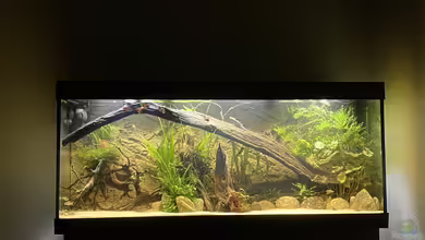 Süd-/Mittelamerika Platy Aquarium von Oswald Salazar