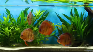 Süd/Mittelamerika von chrisreal