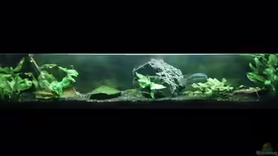 Südamerika 1 von Eginger