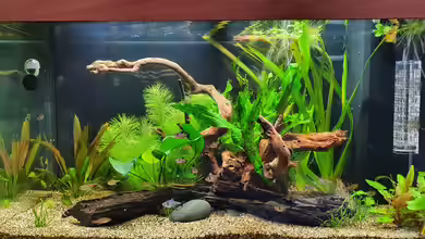 Südamerika 125 Liter von Fischsuppe