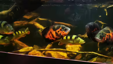 Südamerika 4.0 von Thomas Michel