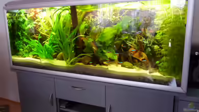 Südamerika am Rhein von Guzzi-Werner