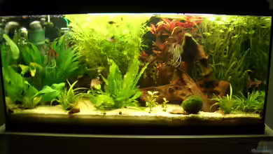 Südamerika Anfängerbecken von thesutti