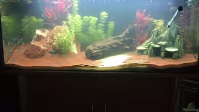 Südamerika Aquarium von Lynx_98