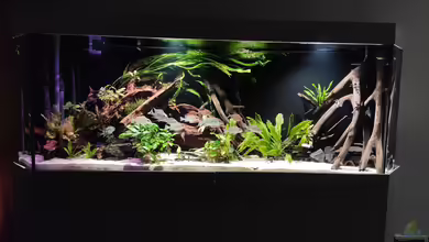 Südamerika-Becken (Zu Verkaufen) von Tim E.