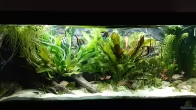 Südamerika Biotop (nur noch als Beispiel) von DennisTheMenis