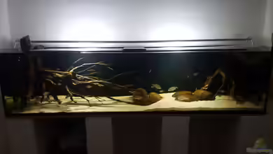 Südamerika Biotop von Dustin Freimuth