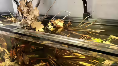 Südamerika Biotop von K.S.