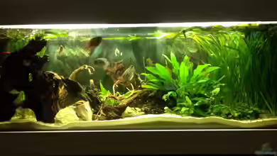 Südamerika Buntbarsche von Grüffelo