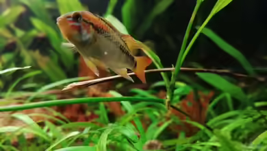 Südamerika-Connection von SaMü