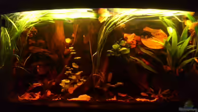 Südamerika die erste ) NUR NOCH ALS BEISPIEL. von Kai Heermann