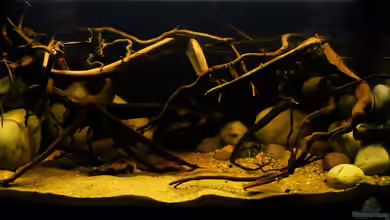 ~Südamerika-Flussbiotop-Aquarium~ von ~Marco~