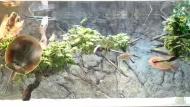 Südamerika GB von AlexDhc