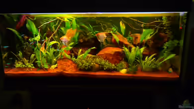 Südamerika-Gesellschaftsbecken von ChillingTurtle