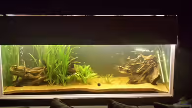 Südamerika Gesellschaftsbecken von Tobias Zelzer