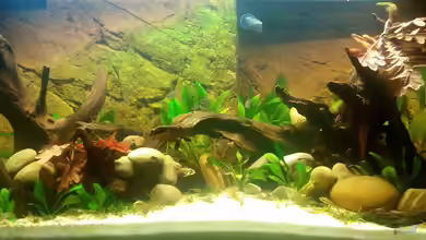 Südamerika Gesellschaftsbecken von navicula