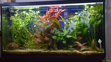 Südamerika-Gesellschaftsbecken von Acki50