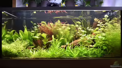 Südamerika Gesellschaftsbecken von Josef Kalt