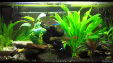 Südamerika im BK ##nur noch als Bespiel## von Südamerikafreak BK