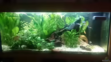 Südamerika-Juwel Rio von Z to the osel