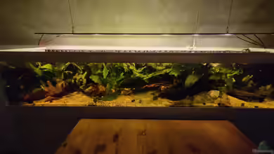 Südamerika-Kallax von xpate